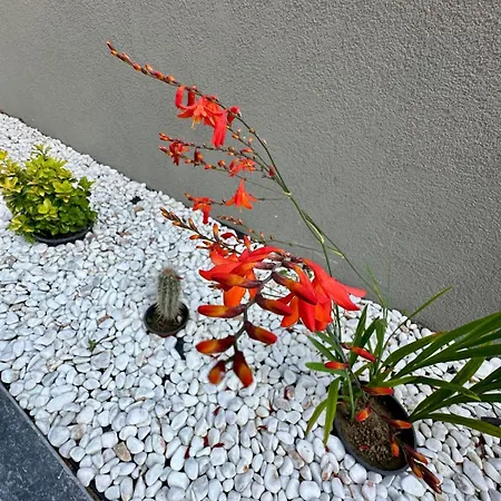 Leo Premium * 쿠사다시