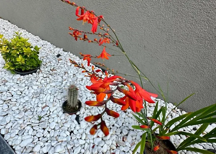 Leo Premium * 库萨达斯